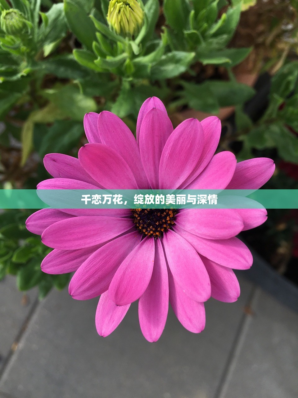 末世启示手游攻略，探索生存与重建之路