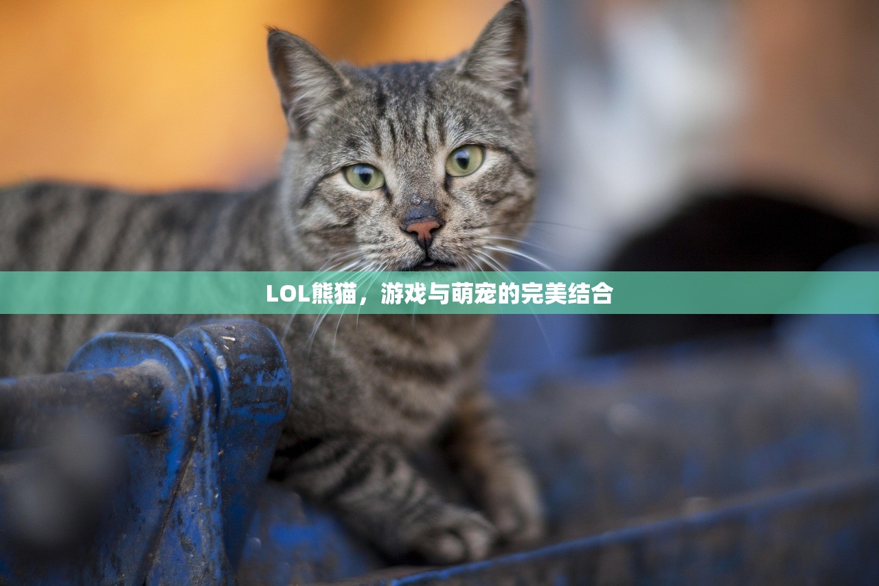 餐饮老师玩CF手游与端游的跨界体验