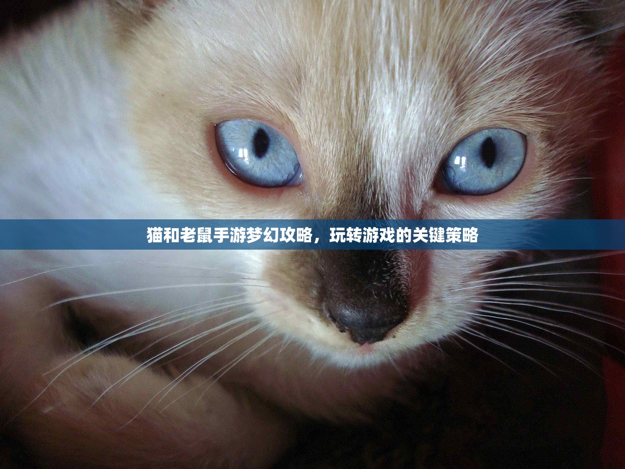 猫和老鼠手游梦幻攻略，玩转游戏的关键策略