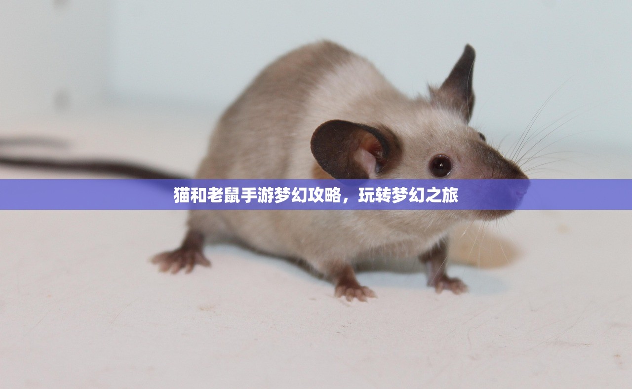 猫和老鼠手游梦幻攻略，玩转梦幻之旅