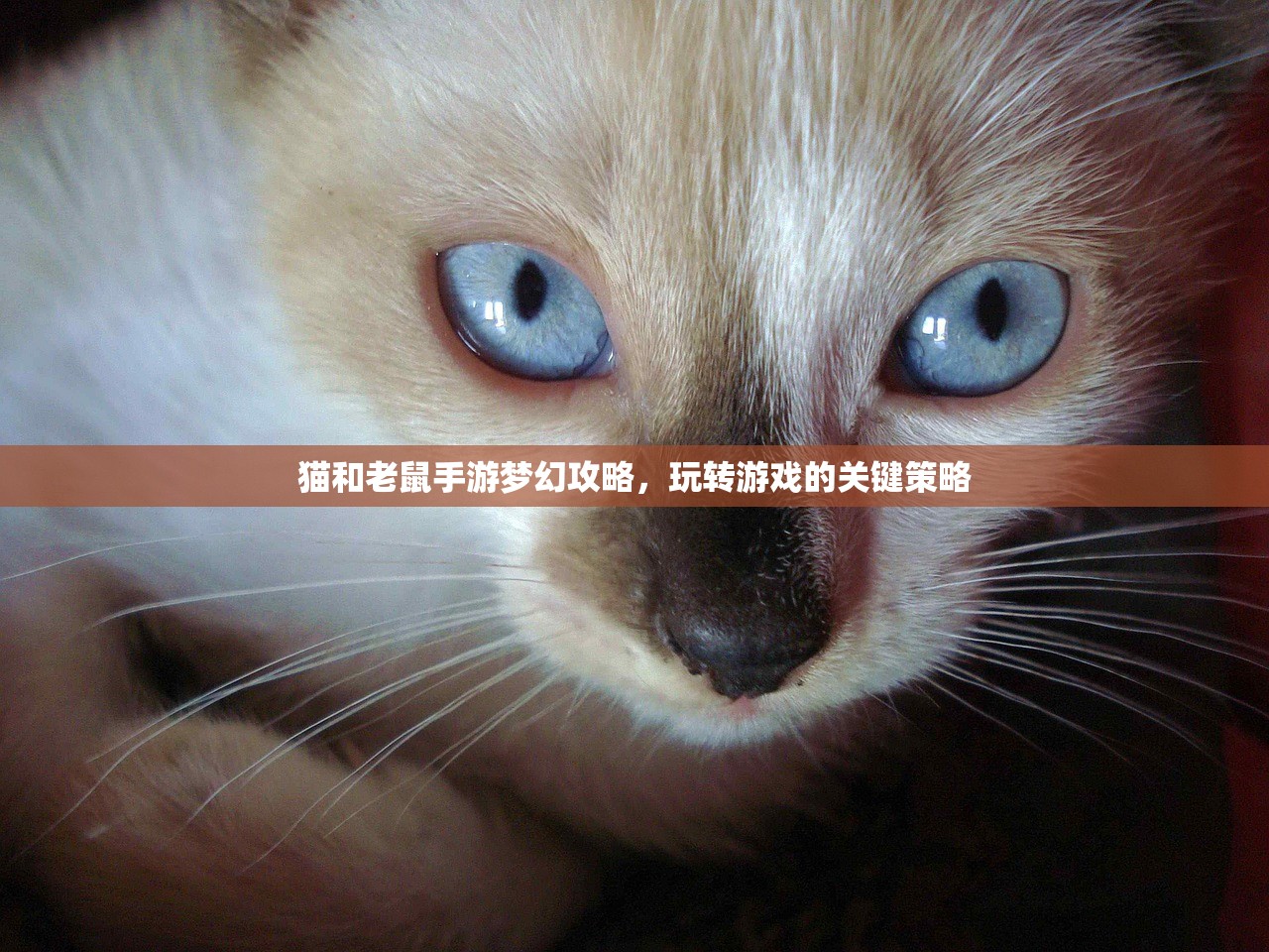 猫和老鼠手游梦幻攻略，玩转游戏的关键策略