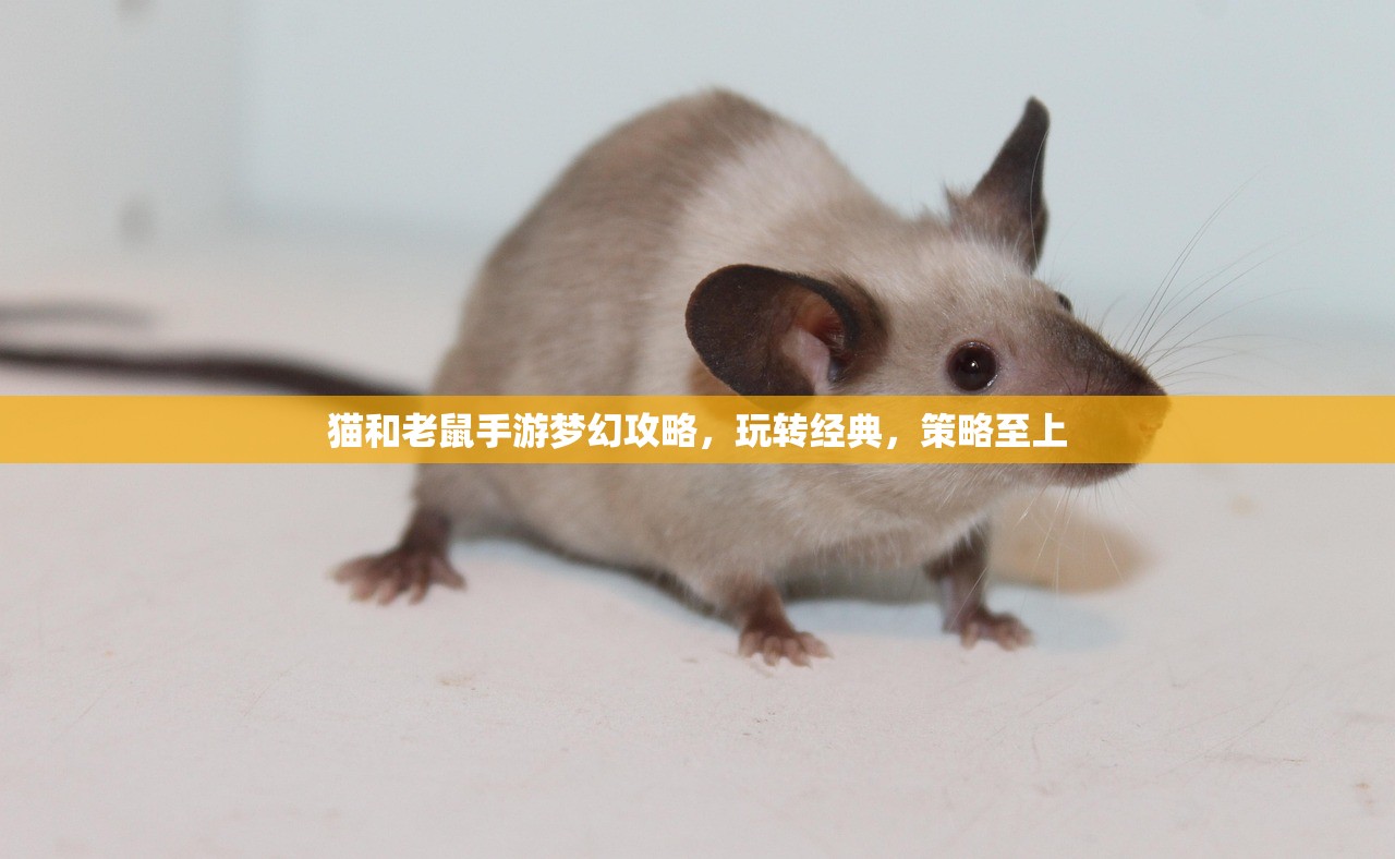 猫和老鼠手游梦幻攻略，玩转经典，策略至上