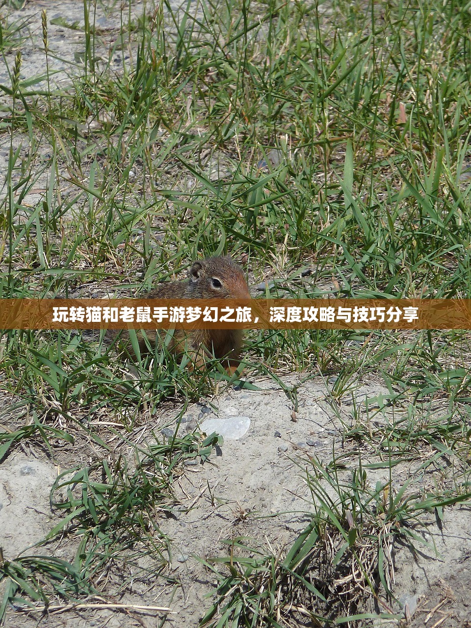 如何玩转美服手游的端游版