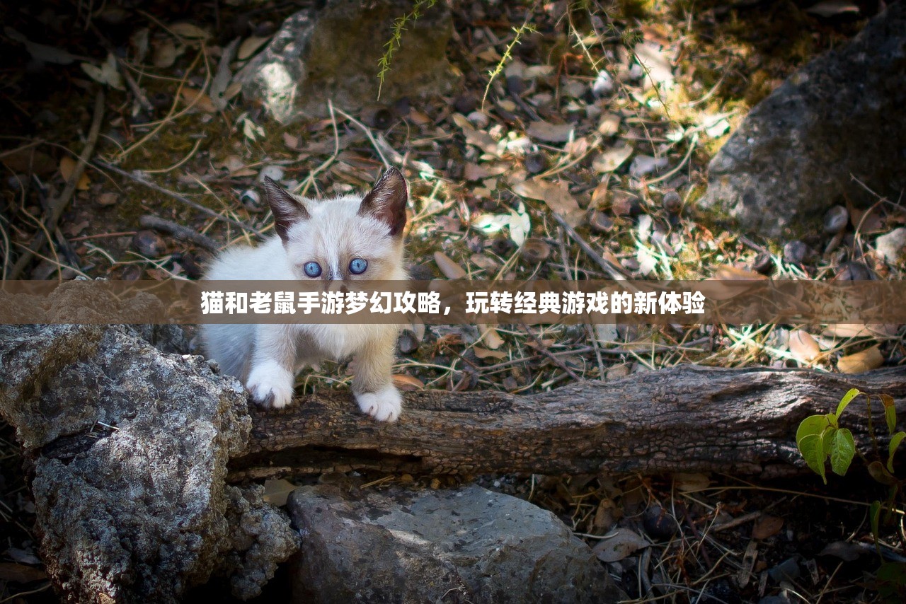 猫和老鼠手游梦幻攻略，玩转经典游戏的新体验