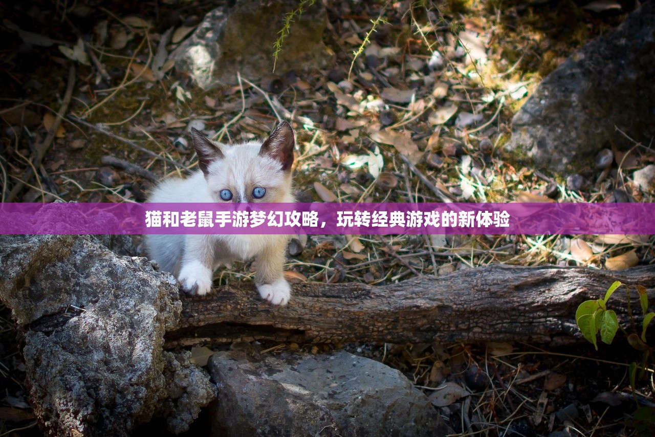 猫和老鼠手游梦幻攻略，玩转经典游戏的新体验