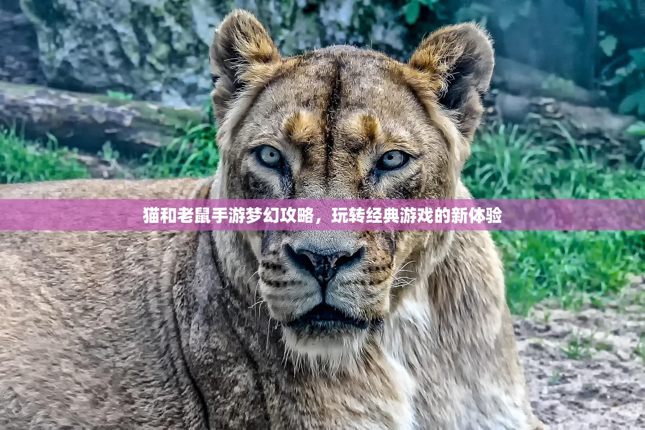 猫和老鼠手游梦幻攻略，玩转经典游戏的新体验
