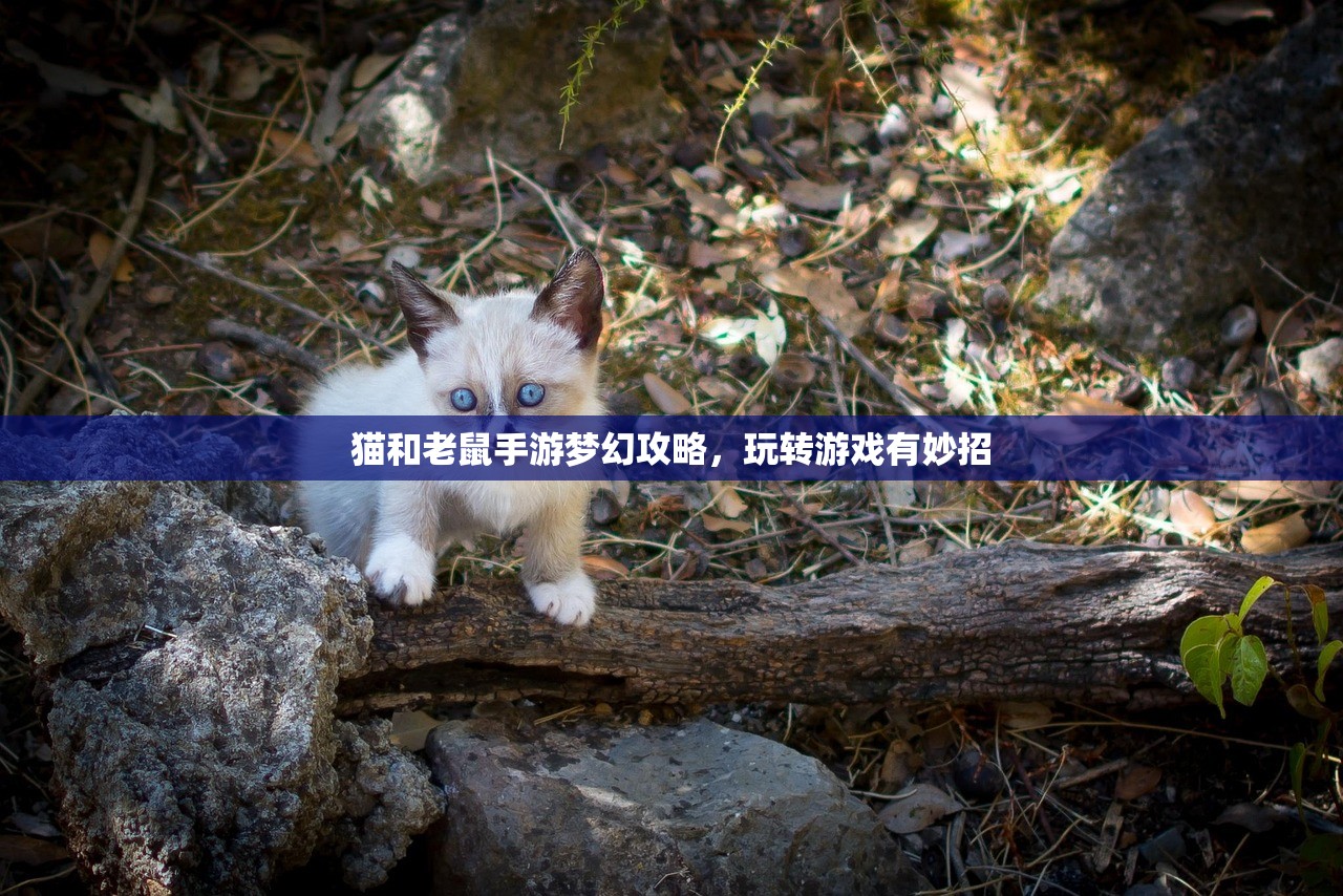 猫和老鼠手游梦幻攻略，玩转游戏有妙招