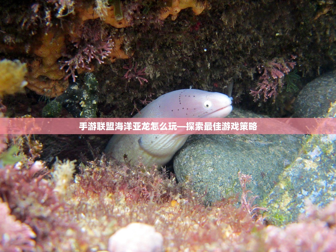 手游联盟海洋亚龙怎么玩—探索最佳游戏策略