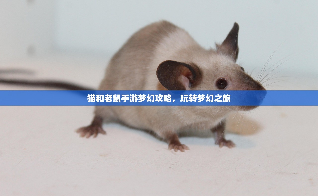 猫和老鼠手游梦幻攻略，玩转梦幻之旅