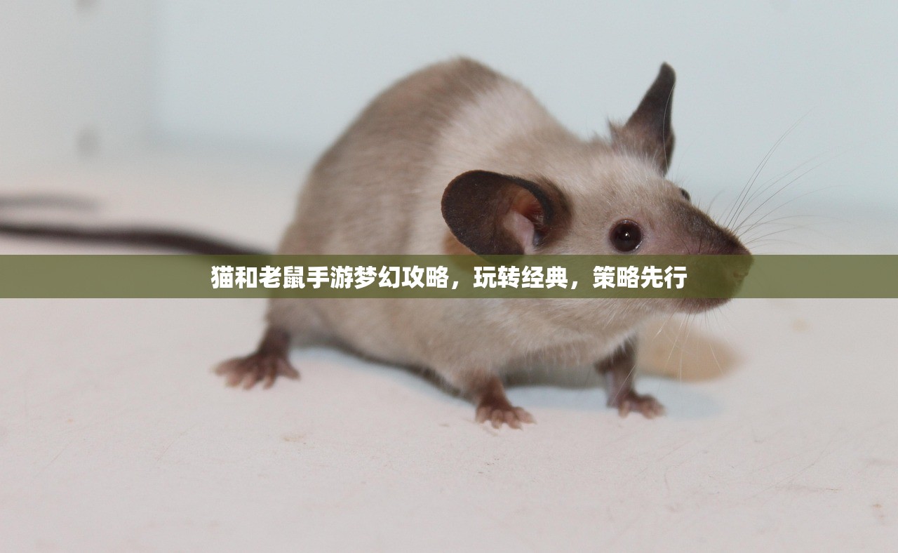 猫和老鼠手游梦幻攻略，玩转经典，策略先行