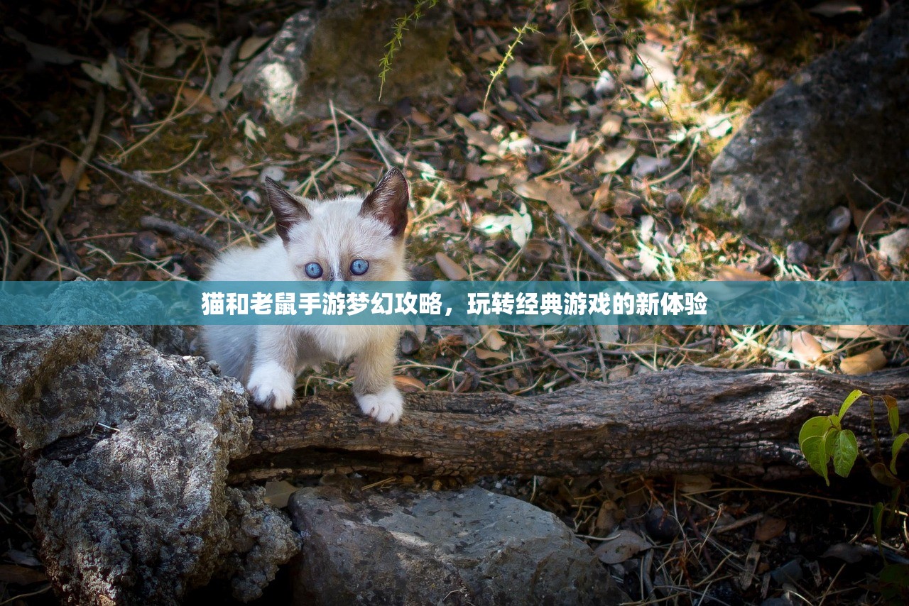 猫和老鼠手游梦幻攻略，玩转经典游戏的新体验