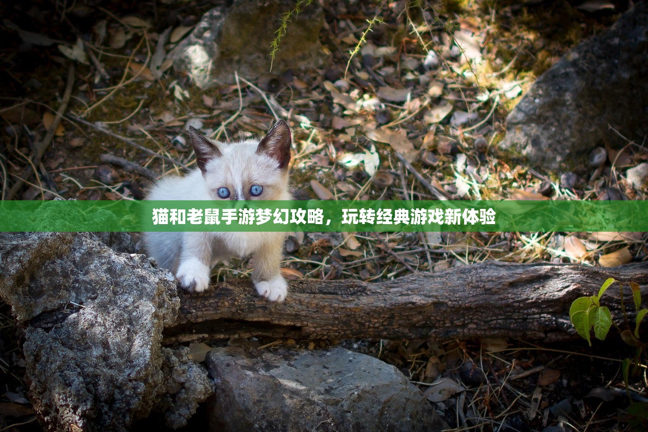 猫和老鼠手游梦幻攻略，玩转经典游戏新体验
