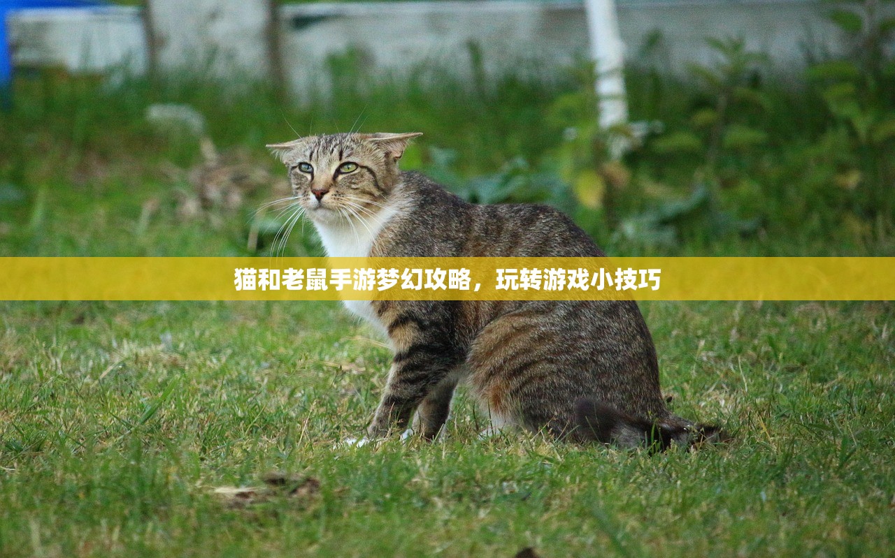 猫和老鼠手游梦幻攻略，玩转游戏小技巧