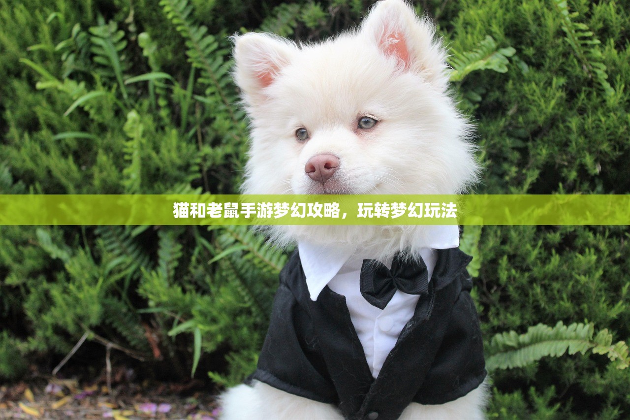 猫和老鼠手游梦幻攻略，玩转梦幻玩法