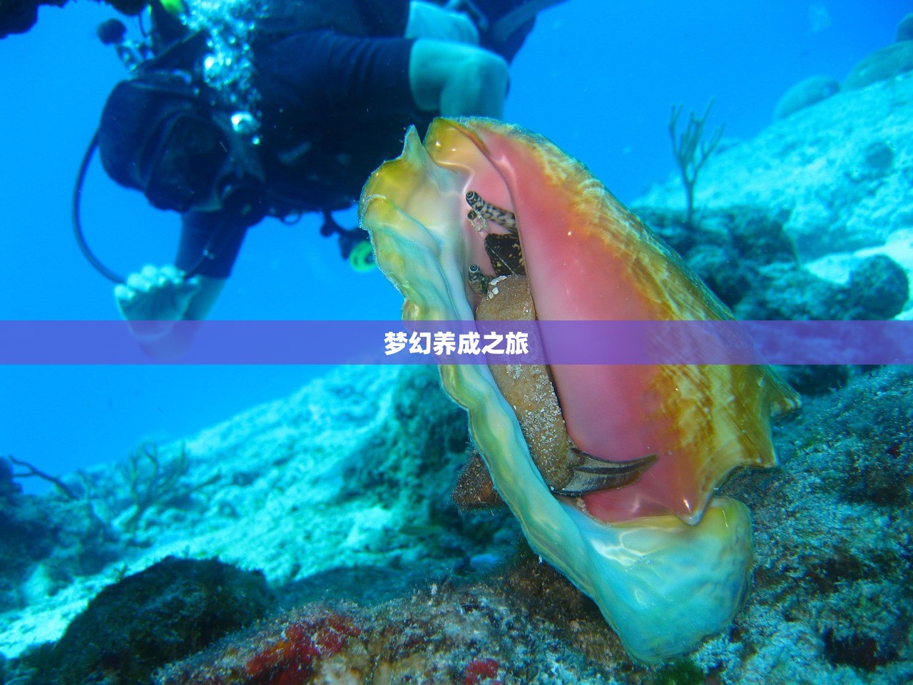 梦幻养成之旅
