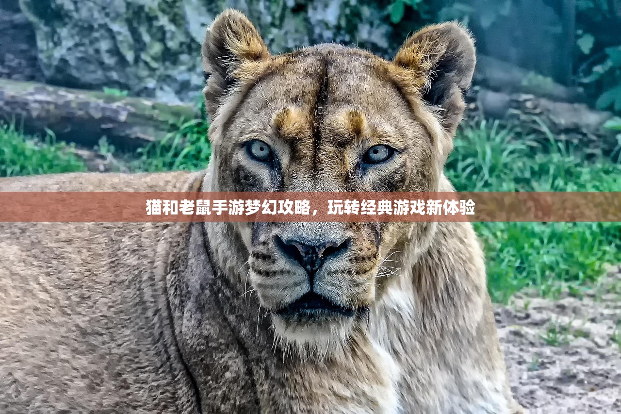 猫和老鼠手游梦幻攻略，玩转经典游戏新体验