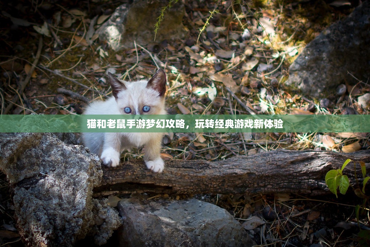 猫和老鼠手游梦幻攻略，玩转经典游戏新体验
