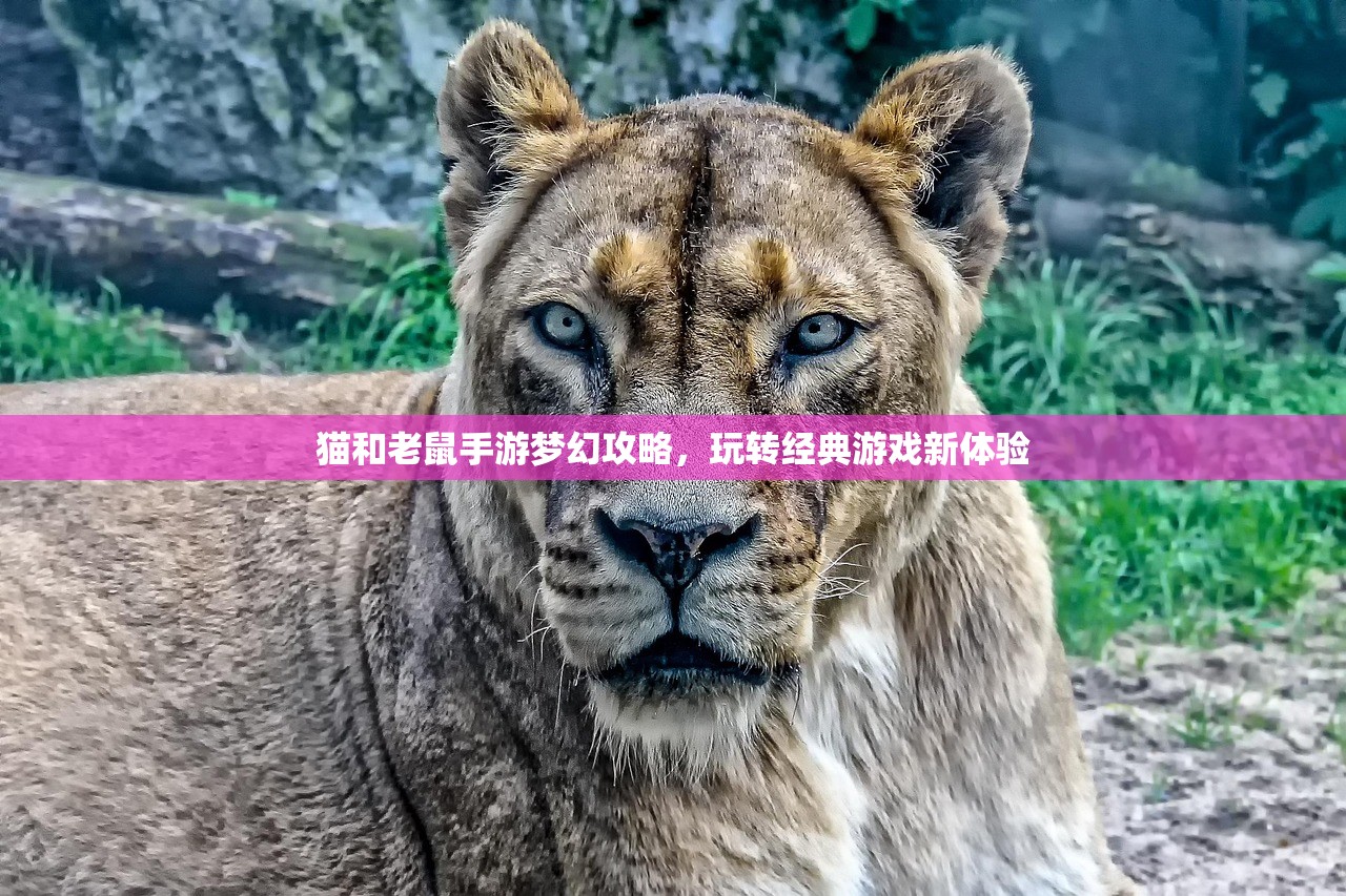 猫和老鼠手游梦幻攻略，玩转经典游戏新体验