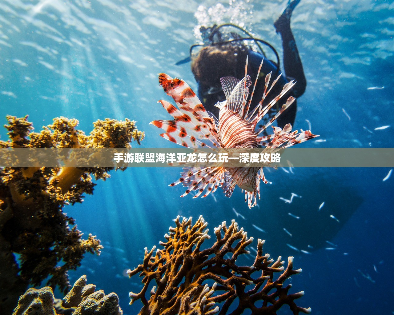 手游联盟海洋亚龙怎么玩—深度攻略
