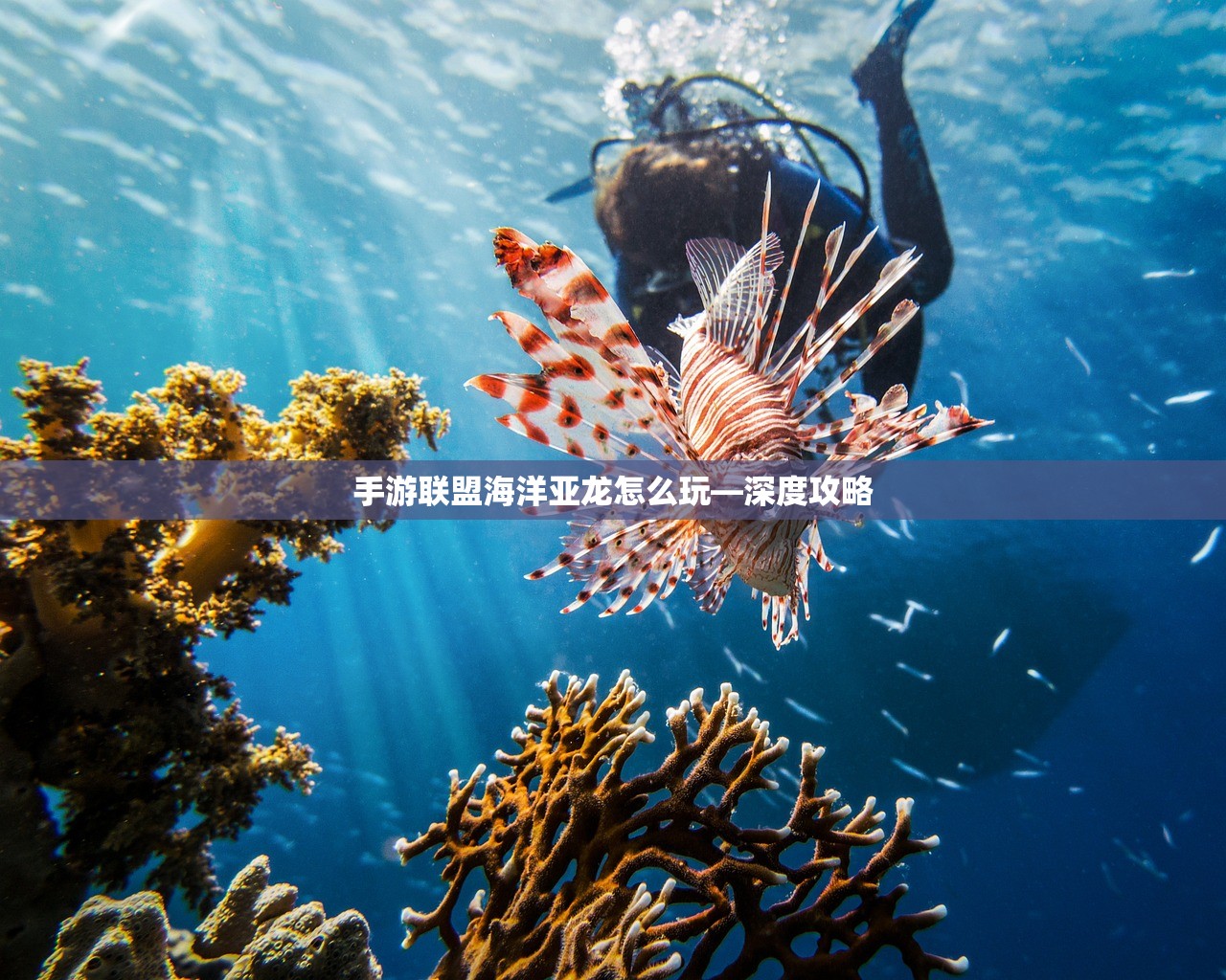 手游联盟海洋亚龙怎么玩—深度攻略