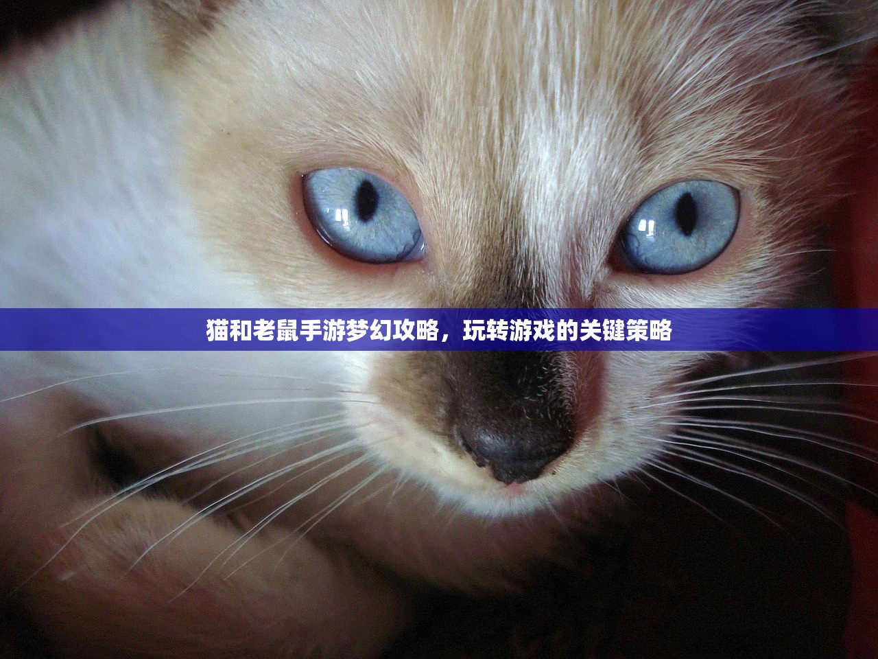 猫和老鼠手游梦幻攻略，玩转游戏的关键策略