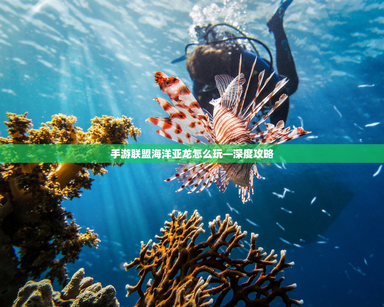 手游联盟海洋亚龙怎么玩—深度攻略