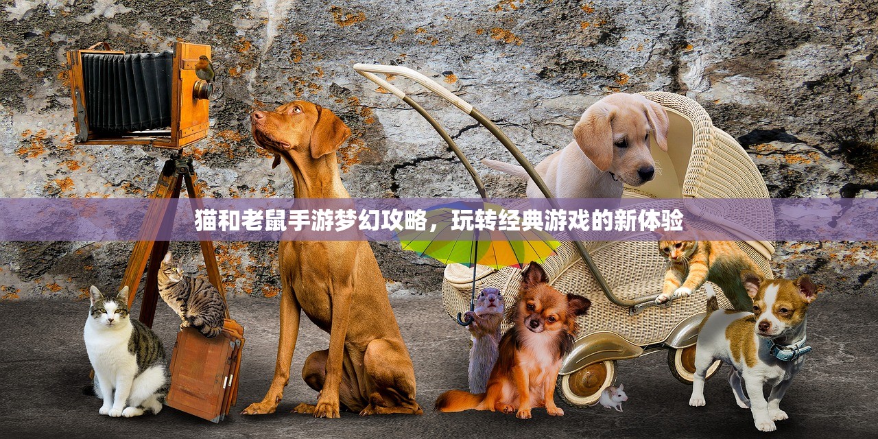 猫和老鼠手游梦幻攻略，玩转经典游戏的新体验