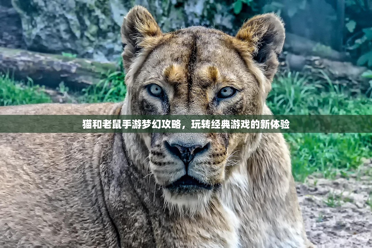 猫和老鼠手游梦幻攻略，玩转经典游戏的新体验