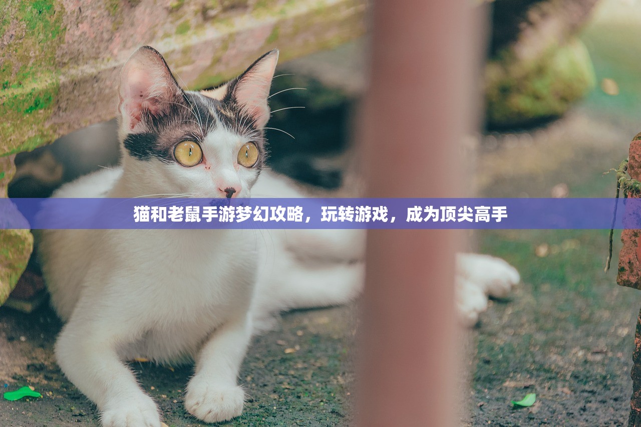猫和老鼠手游梦幻攻略，玩转游戏，成为顶尖高手