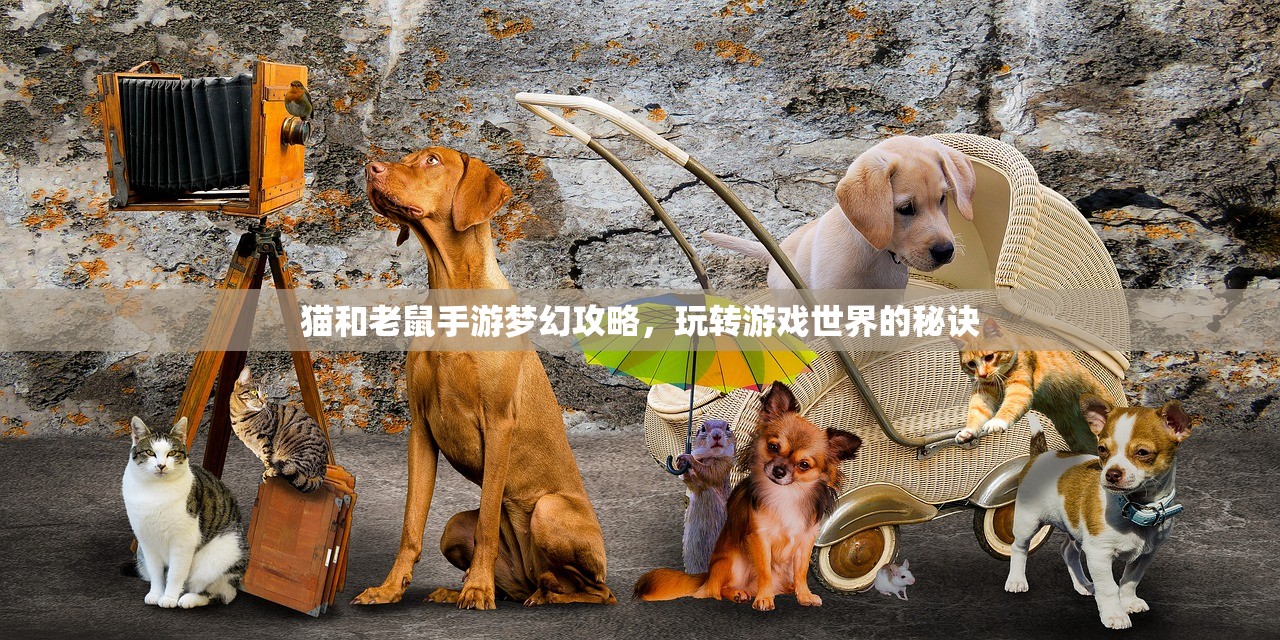 猫和老鼠手游梦幻攻略，玩转游戏世界的秘诀