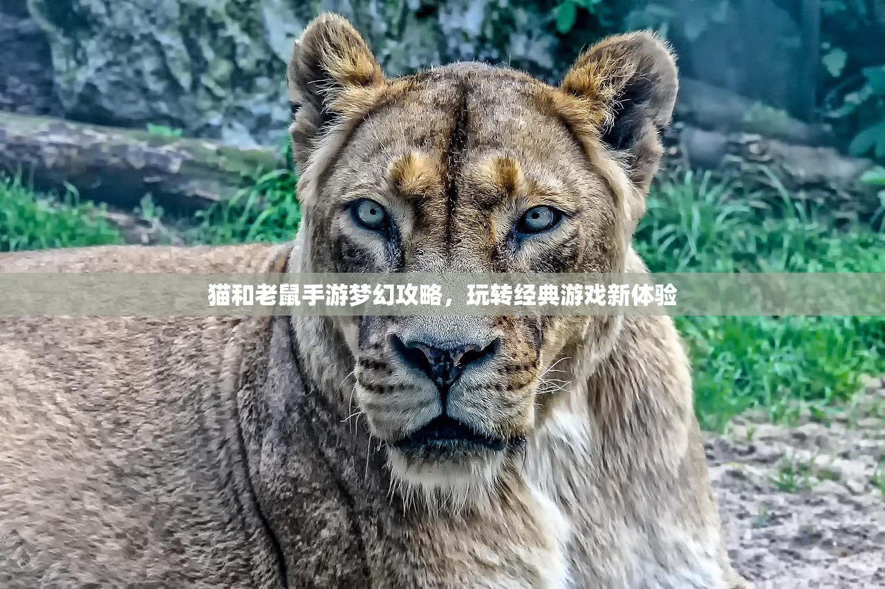 猫和老鼠手游梦幻攻略，玩转经典游戏新体验