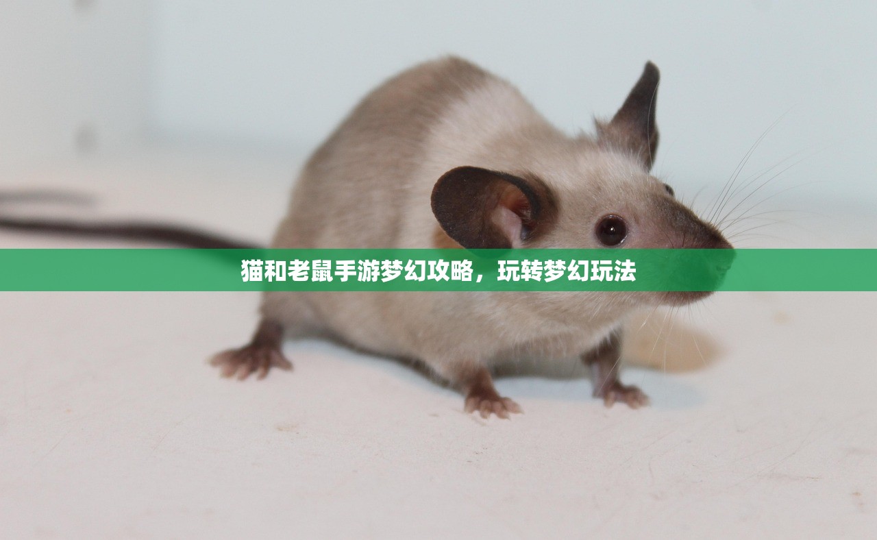 猫和老鼠手游梦幻攻略，玩转梦幻玩法