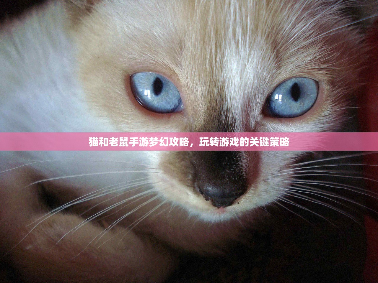 猫和老鼠手游梦幻攻略，玩转游戏的关键策略