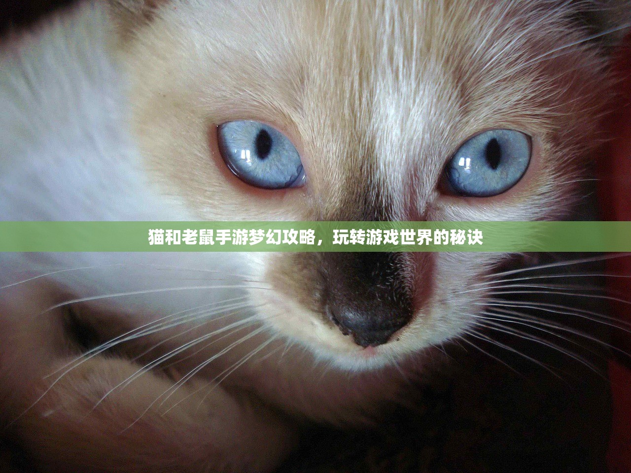 猫和老鼠手游梦幻攻略，玩转游戏世界的秘诀