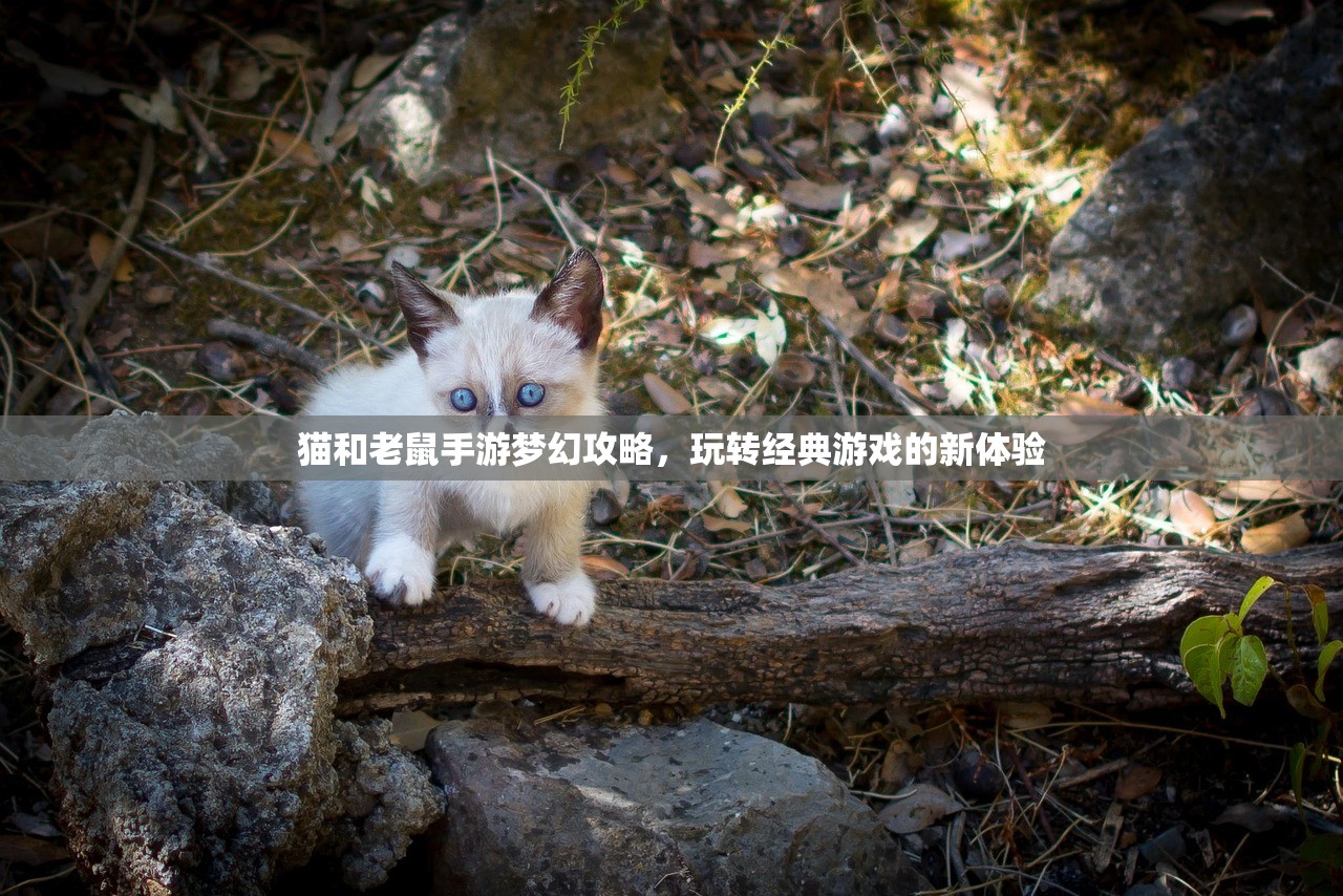 猫和老鼠手游梦幻攻略，玩转经典游戏的新体验
