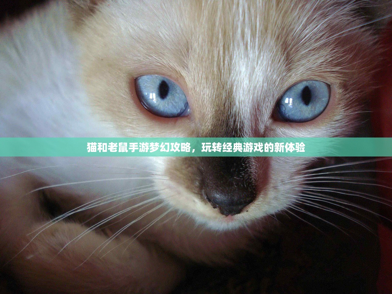 猫和老鼠手游梦幻攻略，玩转经典游戏的新体验