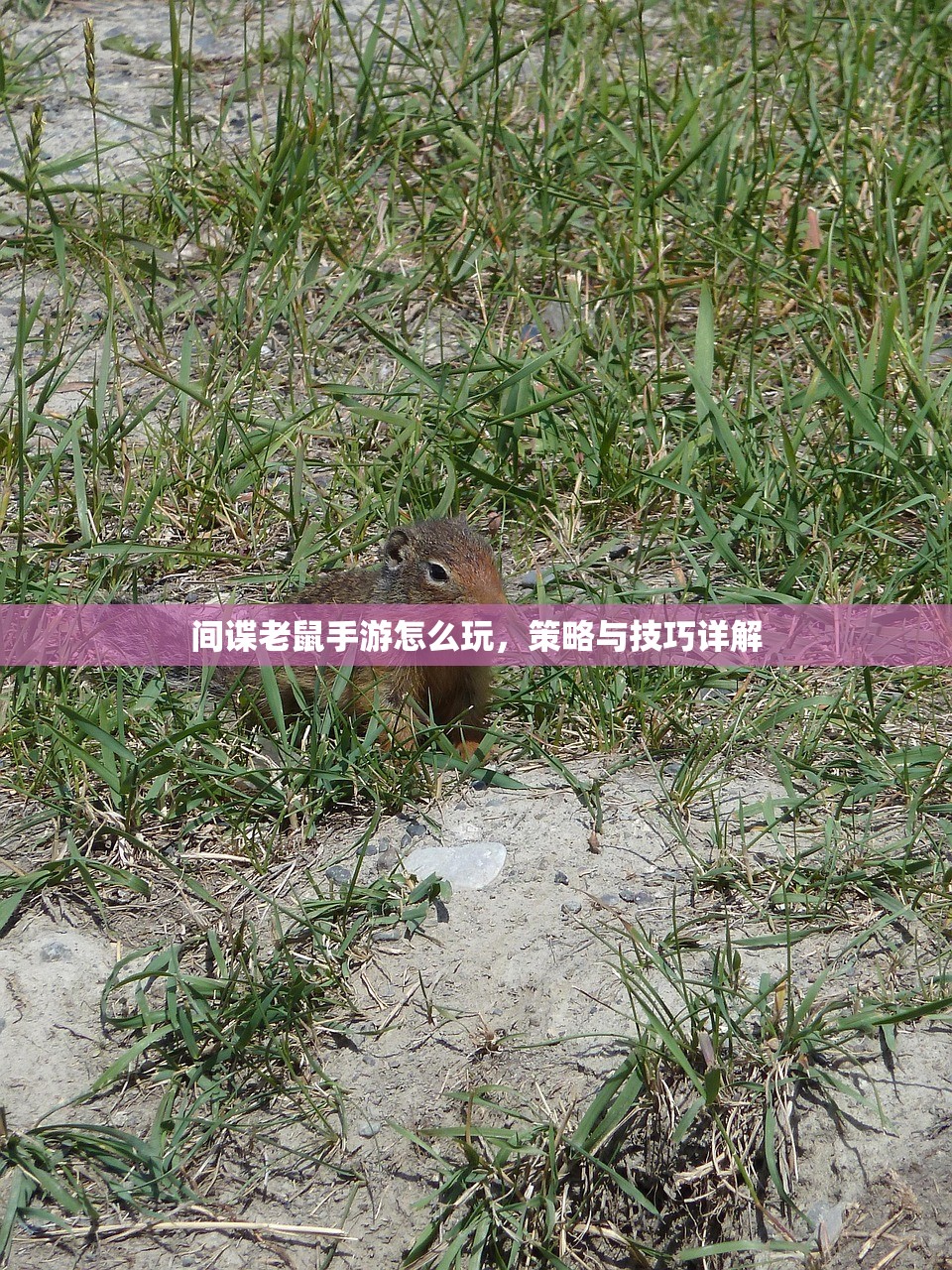 间谍老鼠手游怎么玩，策略与技巧详解