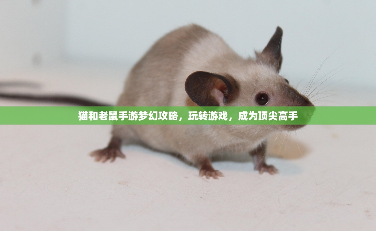 猫和老鼠手游梦幻攻略，玩转游戏，成为顶尖高手