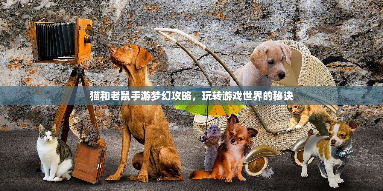 猫和老鼠手游梦幻攻略，玩转游戏世界的秘诀