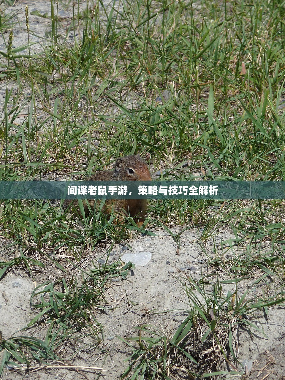 间谍老鼠手游，策略与技巧全解析