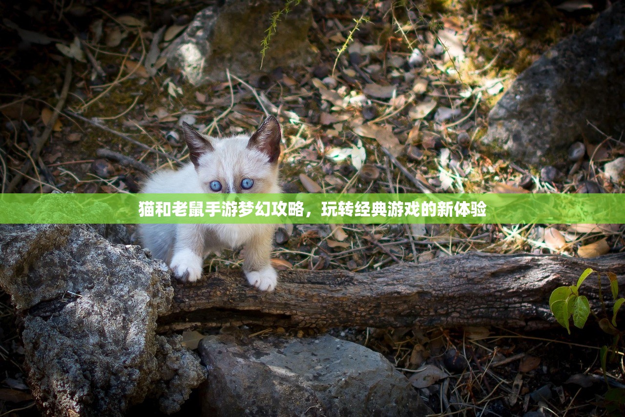 猫和老鼠手游梦幻攻略，玩转经典游戏的新体验