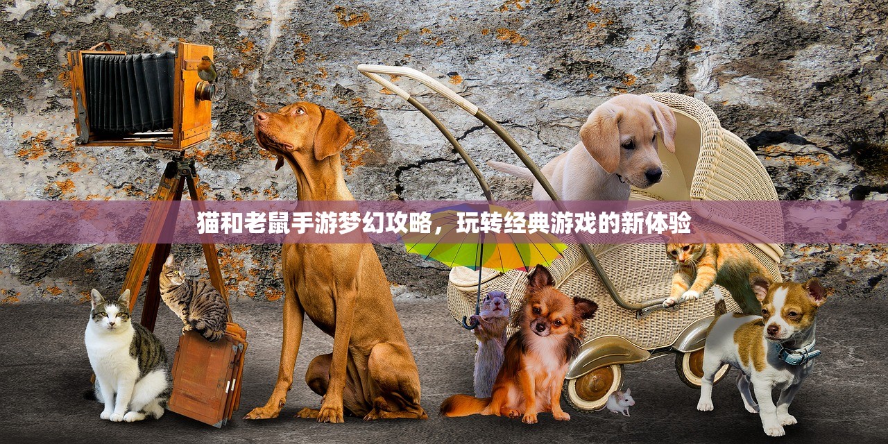 猫和老鼠手游梦幻攻略，玩转经典游戏的新体验