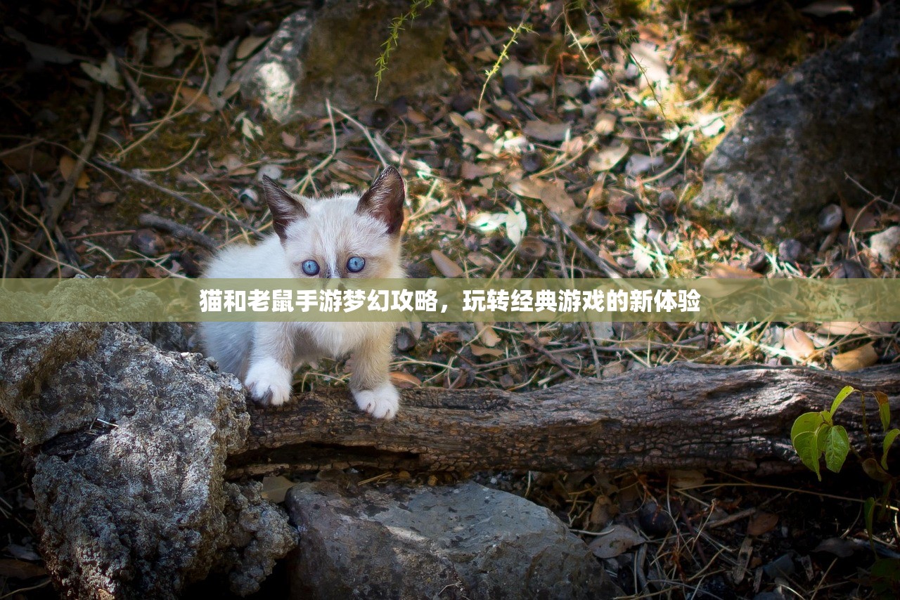 猫和老鼠手游梦幻攻略，玩转经典游戏的新体验