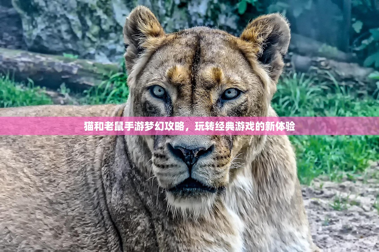 猫和老鼠手游梦幻攻略，玩转经典游戏的新体验